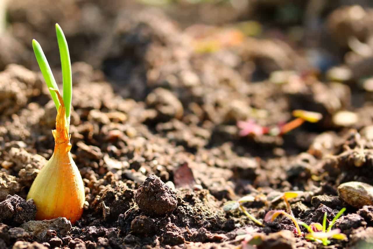 10 Tips Of Growing Red Onions In Containers ZenyGreen