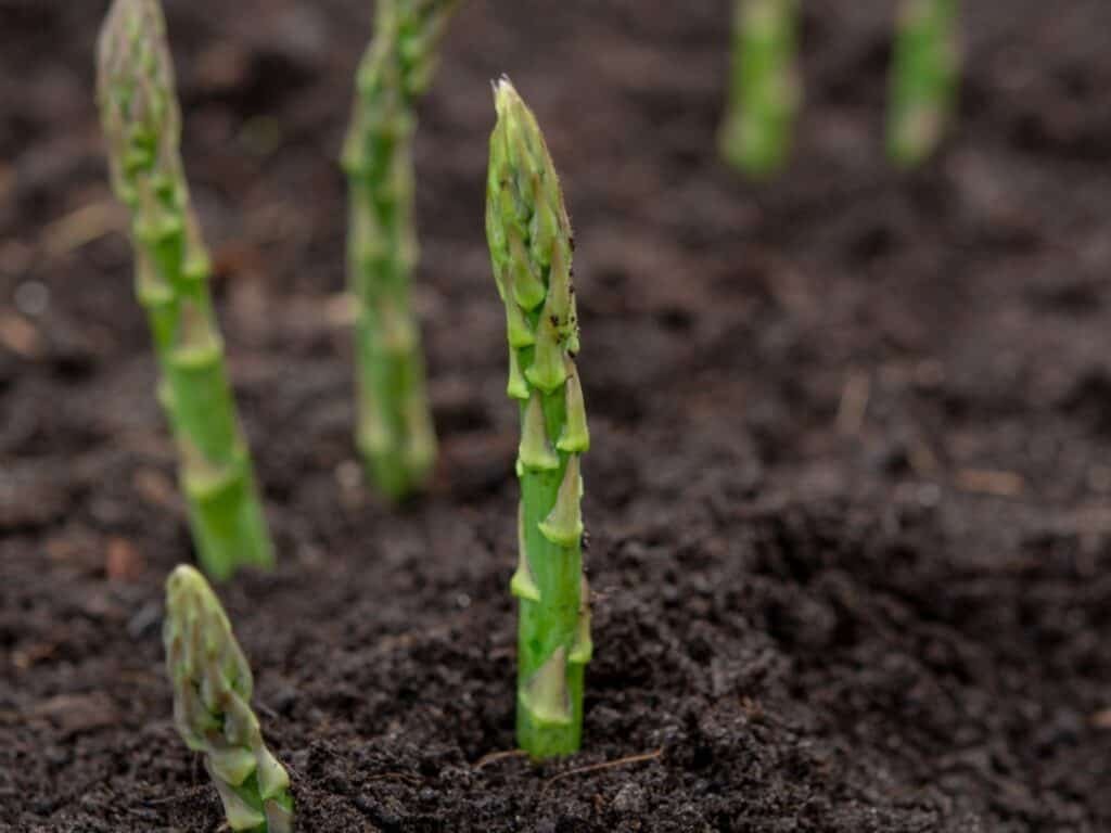 Stages Of Growing Asparagus ZenyGreen