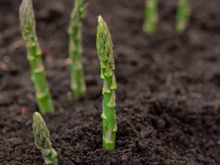Can You Grow Asparagus From Cuttings? Yes And How