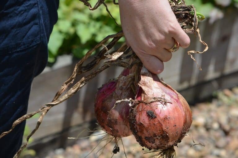 Tips for growing Large onions in pots