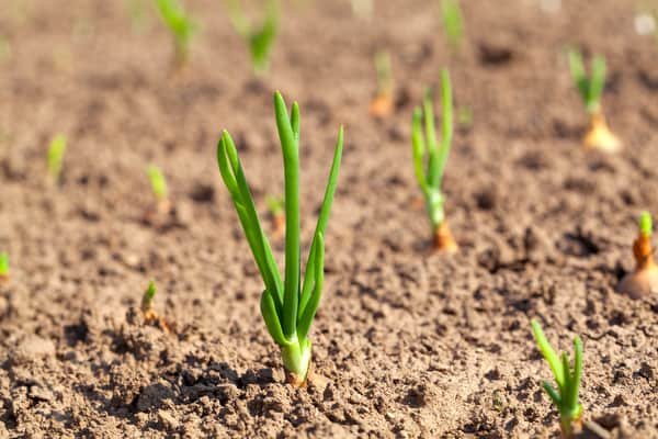How to Grow Onions: Tips for Planting and Harvesting