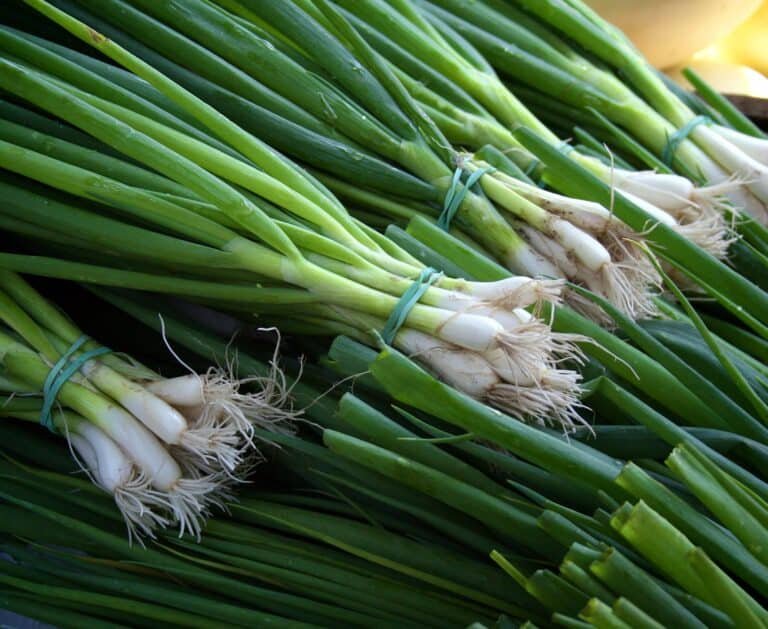 The Ultimate Guide To Growing Green Onions: Everything You Need To Know