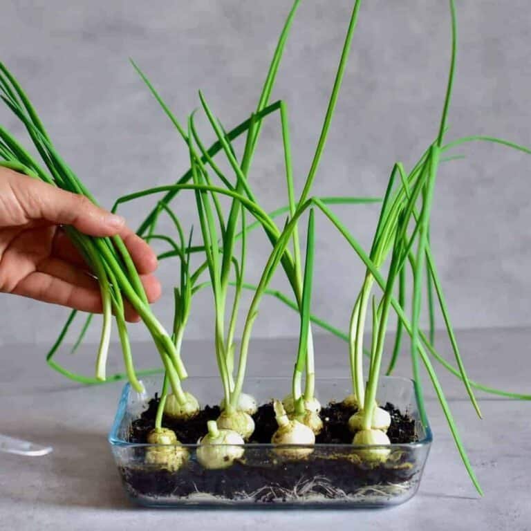 How to Grow Onions from Onions