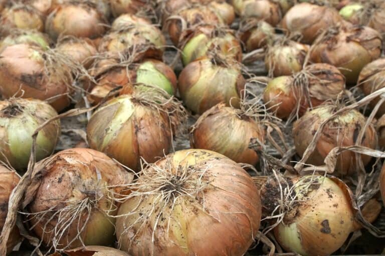 How To Store Onions For Longterm Use