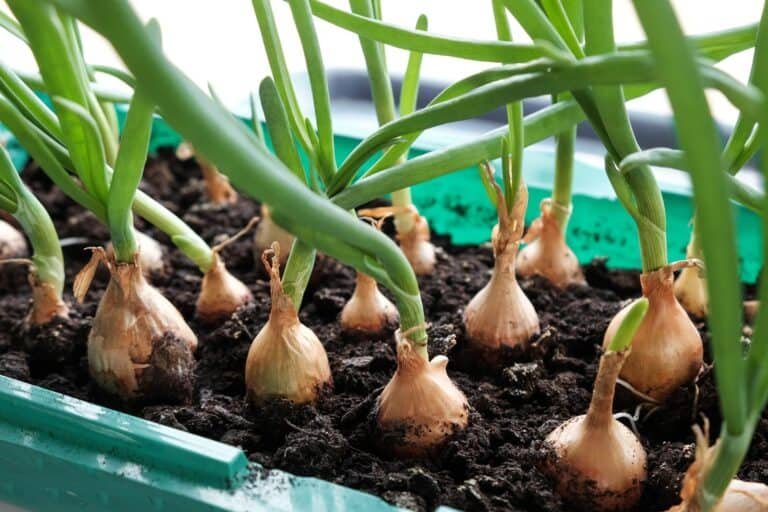 The Ultimate Guide to Growing Onions in Containers: Tips and Tricks for a Bountiful Harvest