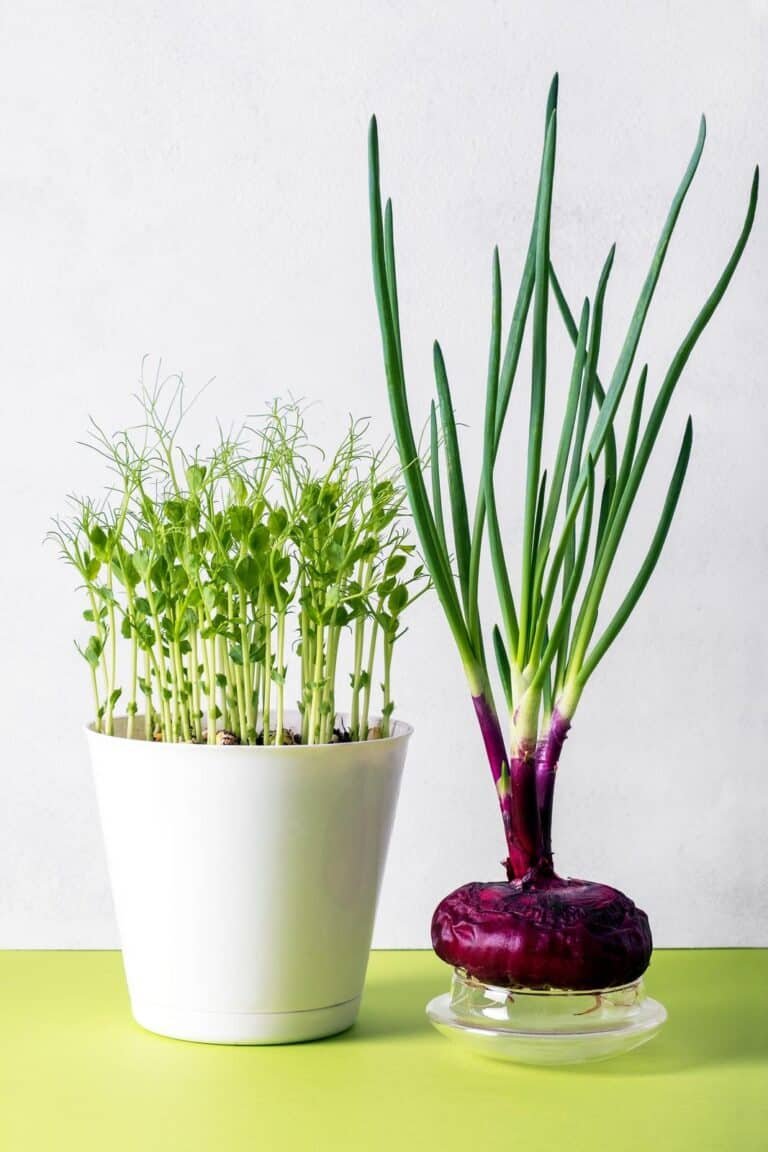 Unlocking the Secrets of Spring Onion Growth: Exploring the Stages of Successful Cultivation