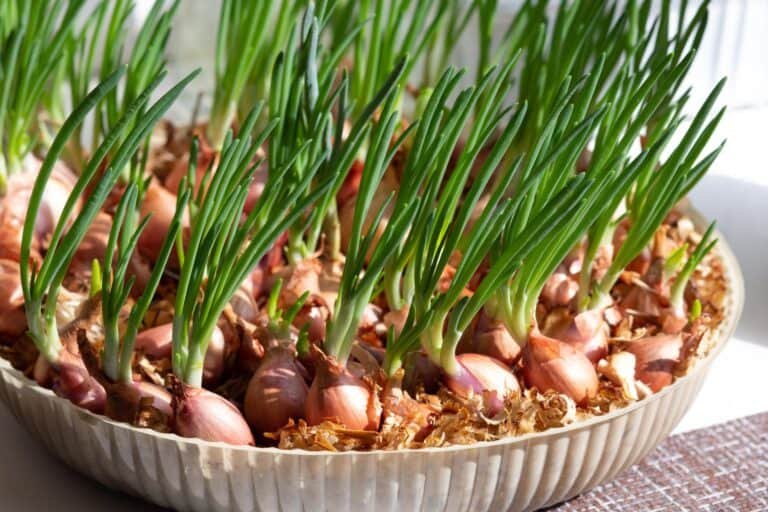 Mastering Indoor Gardening: A Step-by-Step Guide to Growing Lush Green Onions at Home