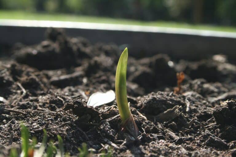 The Ultimate Guide to Successfully Growing Green Onions from Seed: A Step-by-Step Approach